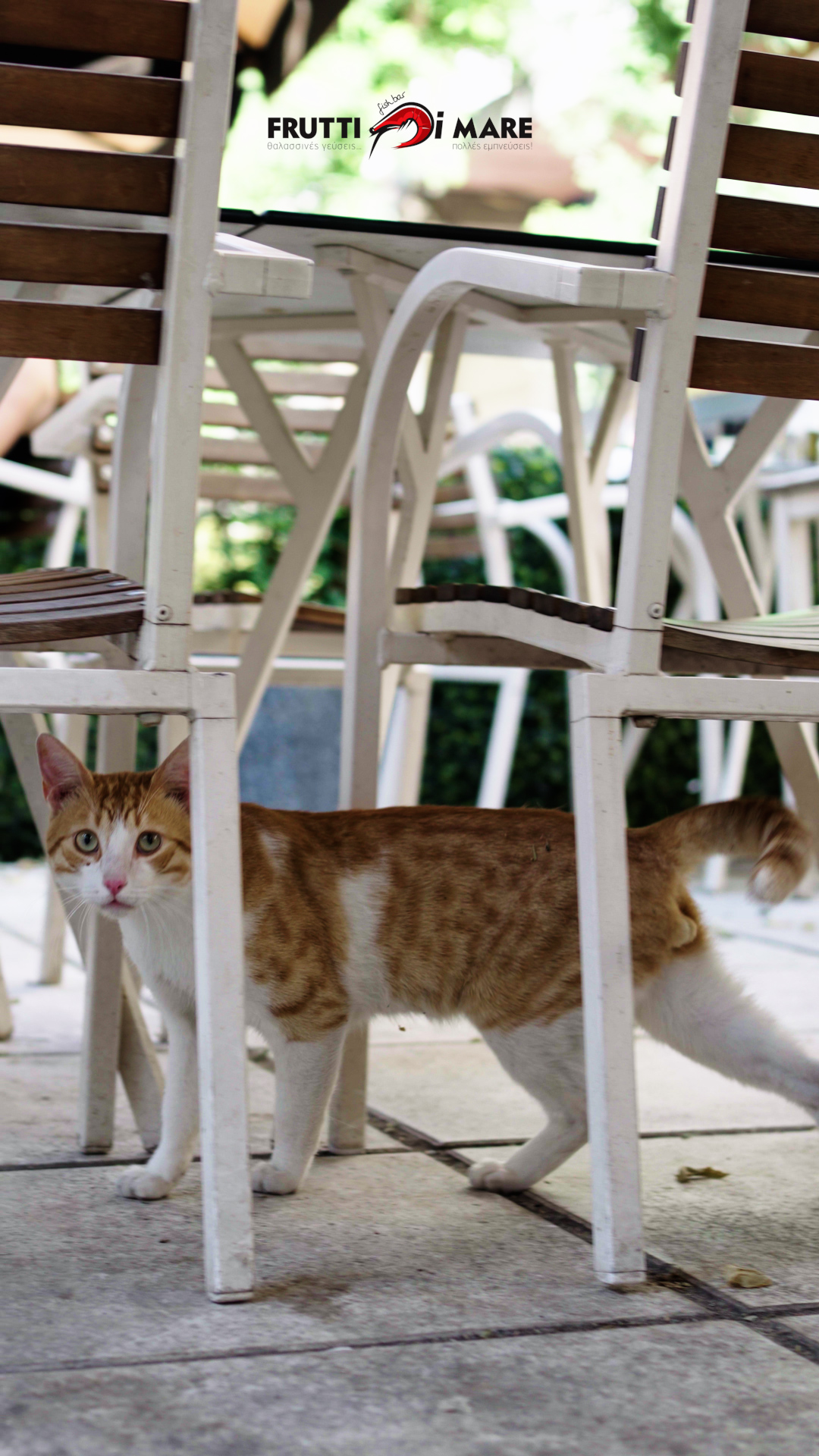 Meet Kitto- Frutti Di Mare