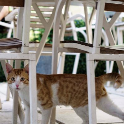 Meet Kitto- Frutti Di Mare